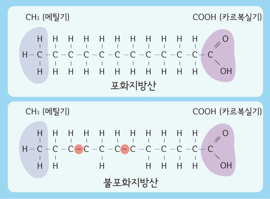 포화지방 불포화지방 트랜스지방